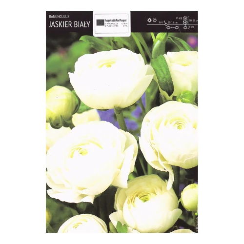 Jaskier Biały - 5 szt.