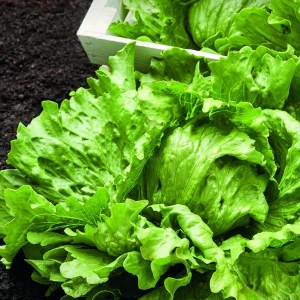 Sałata Lodowa 'Danilo' – Nasiona Otoczkowane – Kiepenkerl