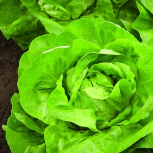 Sałata masłowa ‘Analena’ – odporna na upały i choroby – nasiona otoczkowane Kiepenkerl