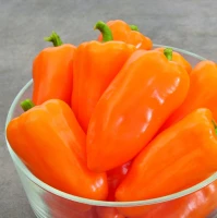 Papryka Salama-Mini Orange F1 - Nasiona Otoczkowane - Kiepenkerl