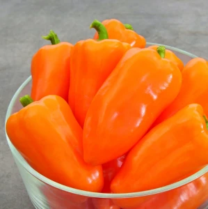 Papryka 'Salama-Mini Orange' F1 - Nasiona Otoczkowane - Kiepenkerl