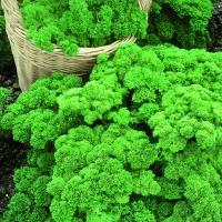 Pietruszka Grandeur - Nasiona Otoczkowane - Kiepenkerl