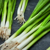 Cebula dymka Kaigaro - Nasiona Otoczkowane - Kiepenkerl