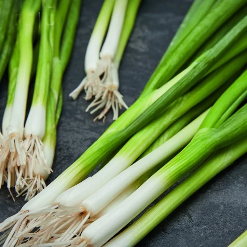 Cebula dymka Kaigaro - Nasiona Otoczkowane - Kiepenkerl