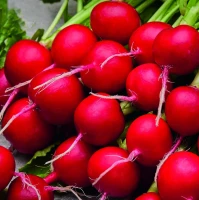 Rzodkiewka Vienna F1 - Nasiona Otoczkowane - Kiepenkerl