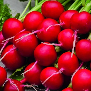 Rzodkiewka 'Vienna' F1 - Nasiona Otoczkowane - Kiepenkerl 