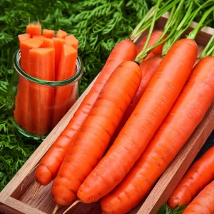 Marchew 'Nominator' F1 - Nasiona Otoczkowane - Kiepenkerl 