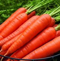 Marchew Kamaran F1 - Nasiona Otoczkowane - Kiepenkerl