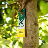 Dobroczynek Kalifornijski 5 szt foto