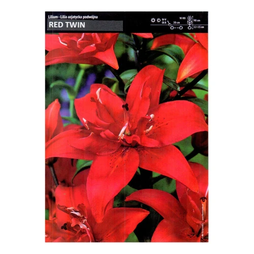 Lilia azjatycka podwójna – 4 szt. – Red Twin