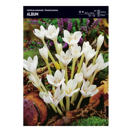 Zimowit jesienny – 2 szt. – Album