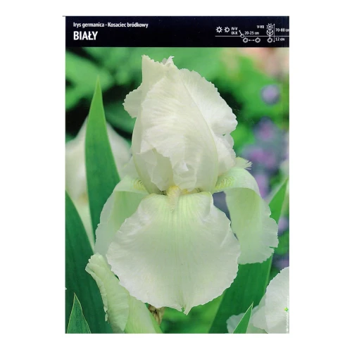 Irys biały – 3 szt. – Kosaciec Bródkowy