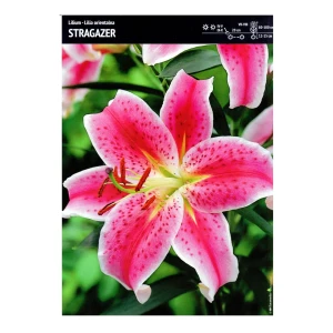 Lilia orientalna Stargazer – 4 cebulki – intensywnie pachnące różowo-białe kwiaty – Benex