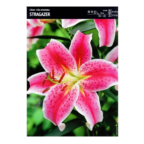 Lilia orientalna – 4 szt. – Stragazer