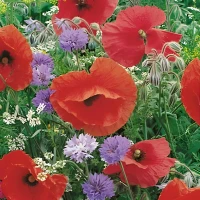 Łąka Kwietna – Mieszanka Łąka Pożytecznych Owadów – Nasiona Taśma – Kiepenkerl