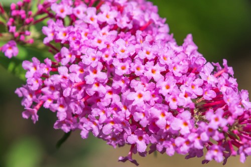 104226_Budleja Davida Candy Little Pink PBR (Buddleja Davidii Candy Little Pink PBR).jpg