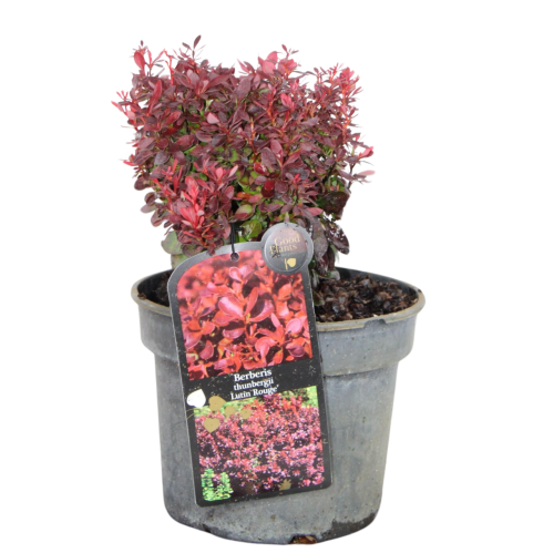 103672_Berberys Thunberga Lutin Rouge (Berberis Thunbergii Lutin Rouge) (1).png