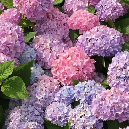 Hortensja Ogrodowa Bouquet Rose – Sadzonka 45-60 cm