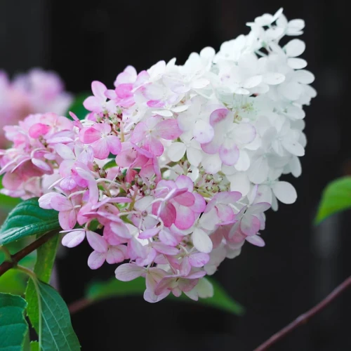 Hortensja Bukietowa Pink Lady – Sadzonka 50-60 cm