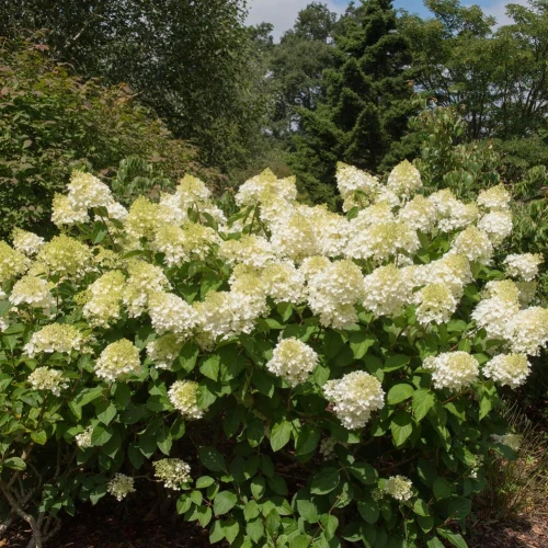 Hortensja bukietowa Silver Dollar – Sadzonka 30-40 cm