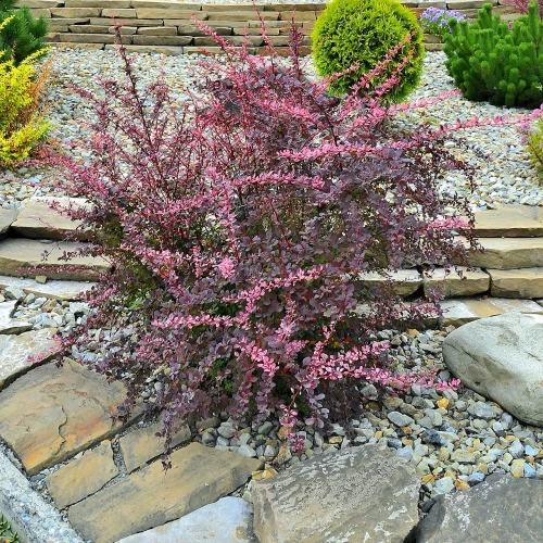 Berberys Thunberga Pink Queen – Sadzonka 15-25 cm