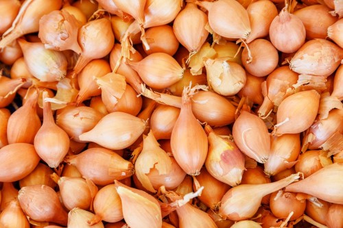 CEBULA DYMKA ZIMUJĄCA SENSHYU YELLOW.jpg