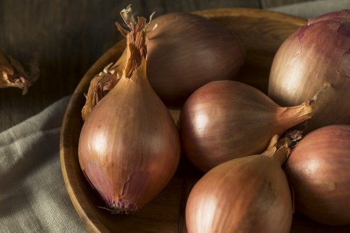 CEBULA DYMKA ZIMUJĄCA SHAKESPEARE.jpg