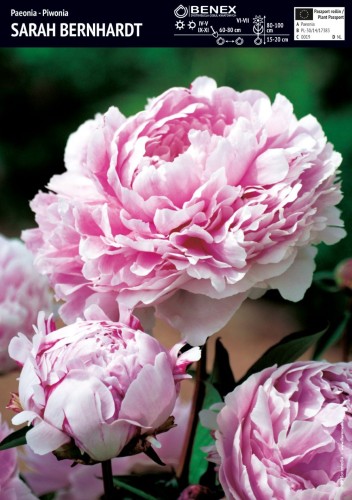 Paeonia - Sarah Bernhardt.jpg