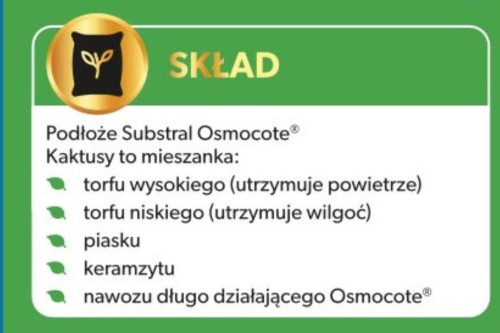 Kaktus 2.jpg