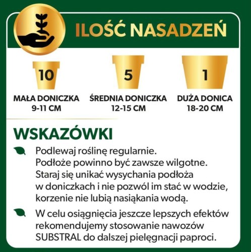 Paproć 1.jpg