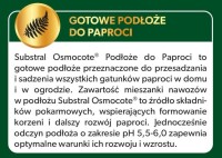 Paproć 4.jpg