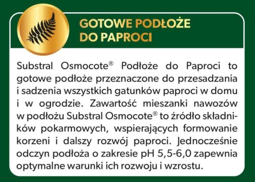 Paproć 4.jpg