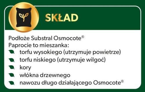 Paproć 5.jpg