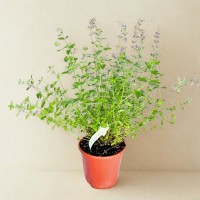 106147 PRZEROBIONE.jpg