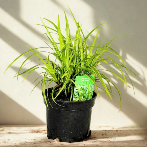 106156 PRZEROBIONE.jpg