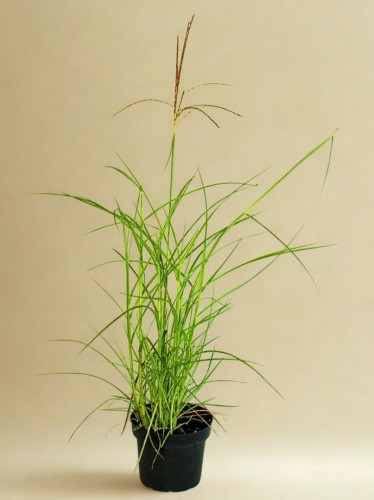 106161 PRZEROBIONE.jpg