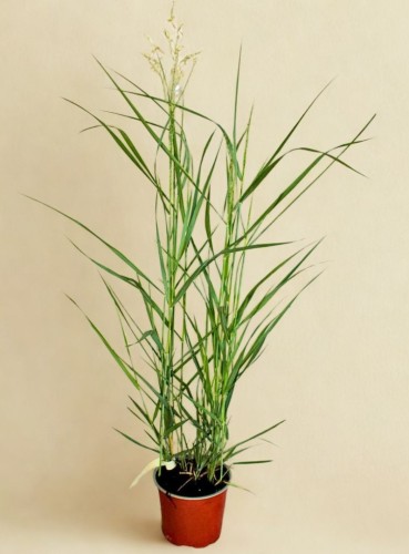 106163 PRZEROBIONE.jpg