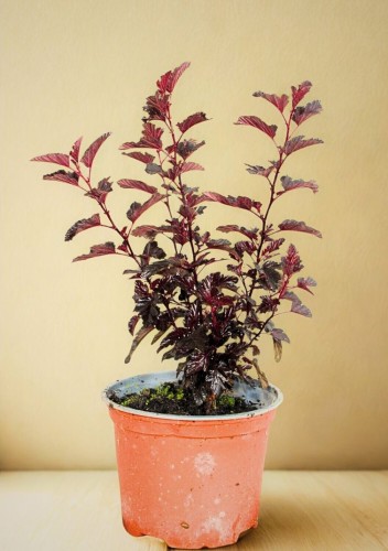 106173 PRZEROBIONE.jpg