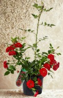 106180 PRZEROBIONE.jpg