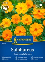 Kosmos Sulphureus przód.jpg