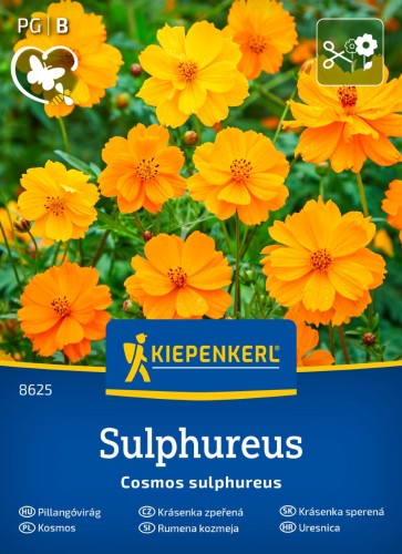 Kosmos Sulphureus przód.jpg