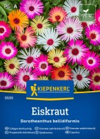 Przypołudnik stokrotkowy Eiskraut przód.jpg