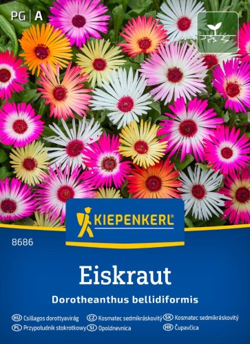 Przypołudnik stokrotkowy Eiskraut przód.jpg