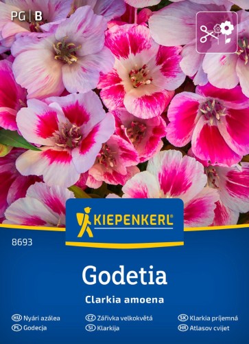 Godecja Godetia przód.jpg