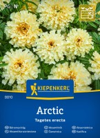 Aksamitka wzniesiona Arctic przód.jpg