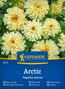 Aksamitka wzniesiona Arctic – białe, pełne kwiaty do rabat – nasiona Kiepenkerl