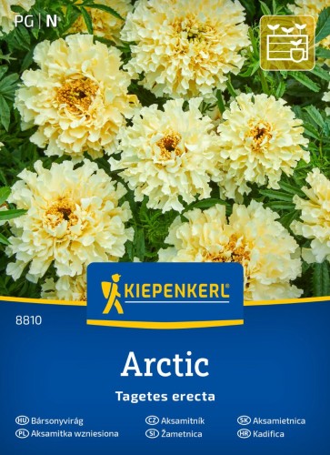 Aksamitka wzniesiona Arctic przód.jpg