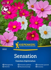 Kosmos podwójnie pierzasty ‘Sensations-Mix’ – wysokie, jednoroczne kwiaty o dużych barwnych koszyczkach – Nasiona Kiepenkerl