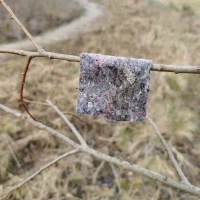 Dobroczynek gruszowy - opaska na drzewie.webp