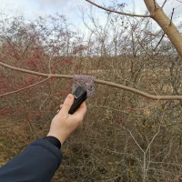 Wieszanie dobroczynka gruszowego na gałęzi.webp